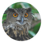 Large Owl Stickers
