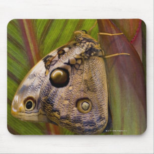 Large owlet Butterfly (Opsiphanes tamarindi) Mouse Pad