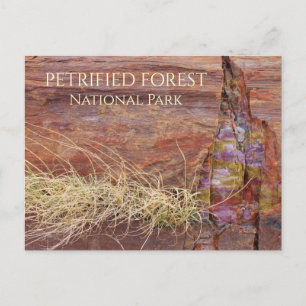 Large Petrified Tree in Petrified Forest NP Postcard