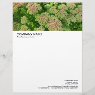 Large Picture Header - Sedum Autumn Joy Letterhead