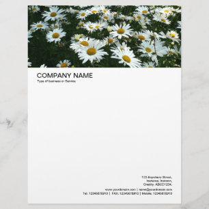 Large Picture Header - Shasta Daisies Letterhead