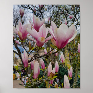 Large pink magnolia flowers. Spring bloom Poster