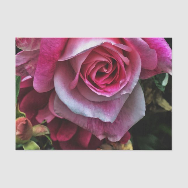 Large Pink Rose Tissue Paper (Front)
