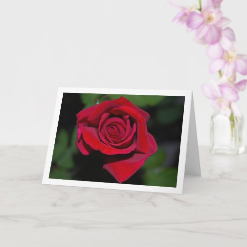 Large Red Rose Portrait Card