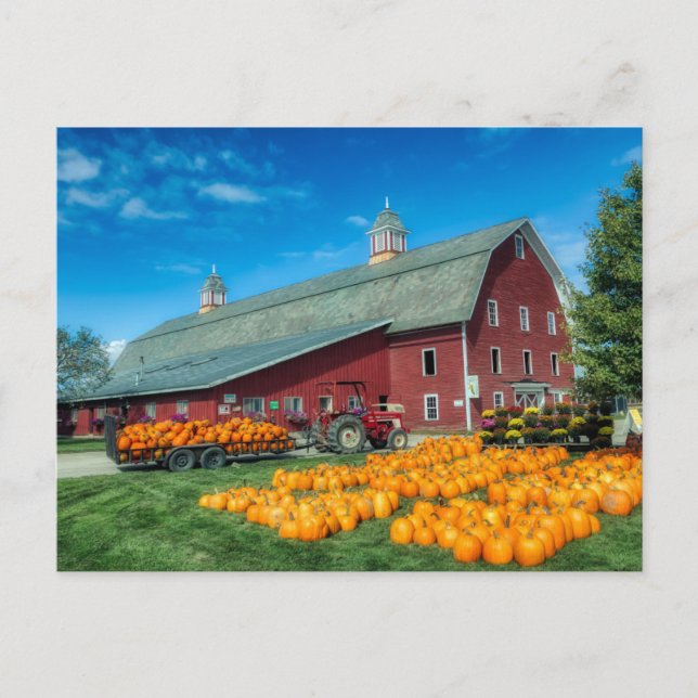 Large Red Vermont Barn With Pumpkins Postcard (Front)