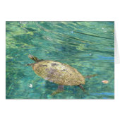 large river turtle swimming (Front Horizontal)