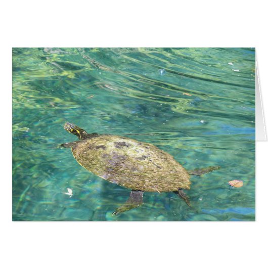 large river turtle swimming cards (Front Horizontal)