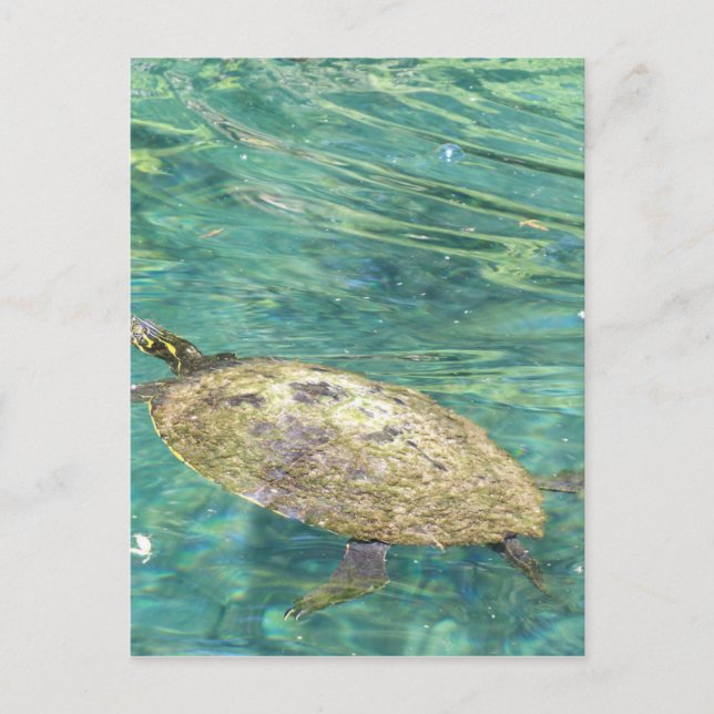 large river turtle swimming postcard (Front)