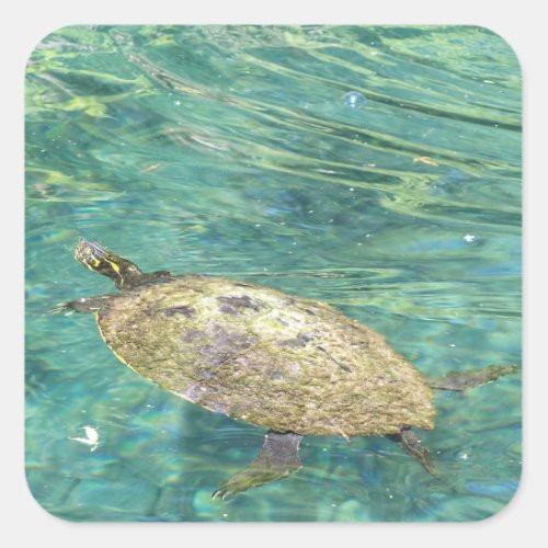 large river turtle swimming square sticker