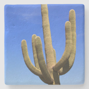 Large Saguaro Cactus,Arizona, square stone coaster