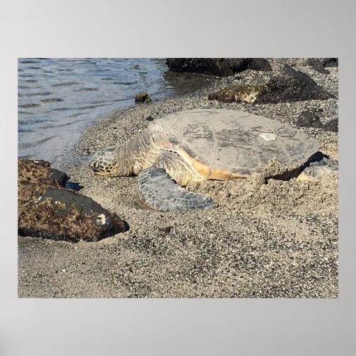 Large Sea Turtle Poster | Zazzle