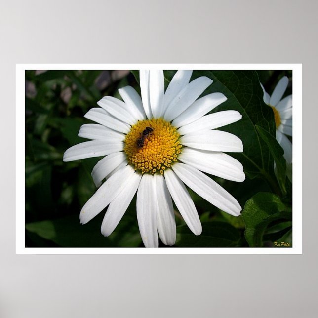 Large Shasta Daisy Full Faced Poster (Front)