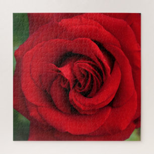 Large Single Red Rose Up Close Jigsaw Puzzle