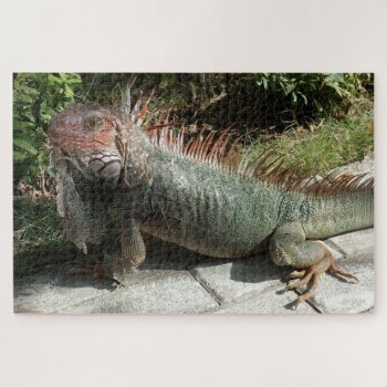 Large South American Lizard Iguana Photo Designed Jigsaw Puzzle by ScrdBlueCollectibles at Zazzle