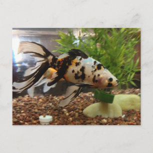 Large Speckled Gold fish Postcard