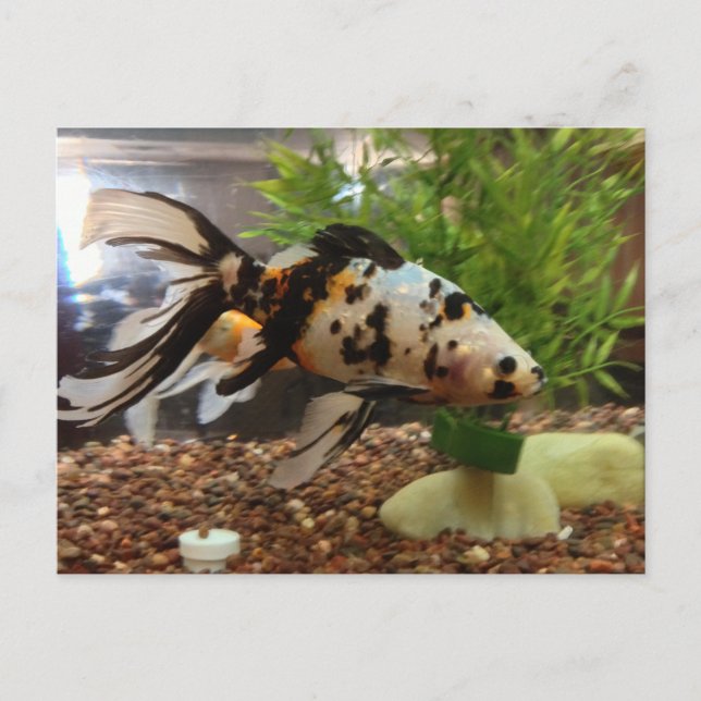 Large Speckled Gold fish Postcard (Front)
