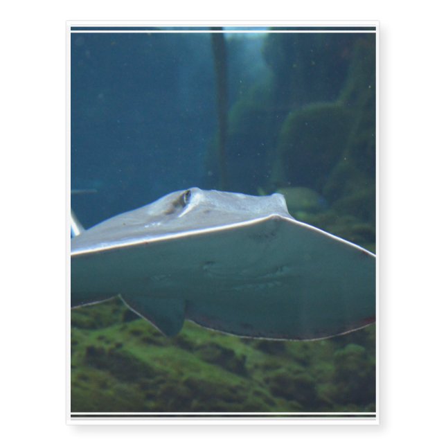 Large Stingray Temporary Tattoos (Front)