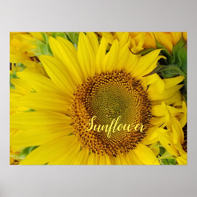 Large Sunflower Detail Poster (Front)