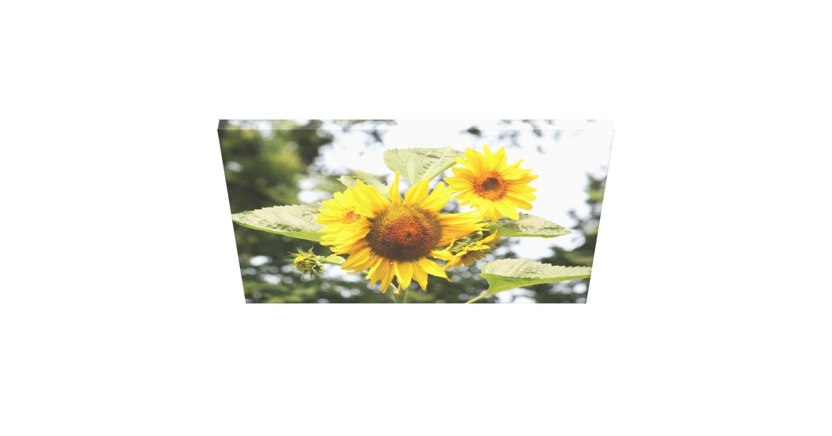 Large Sunflowers Canvas Print | Zazzle