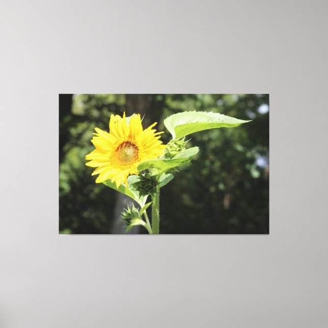Large Sunny Sunflower Canvas Print (Front)