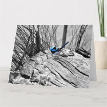 Large Superb Fairy Wren Greeting Card