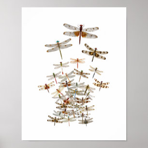Large Swarm of Dragonflies Poster