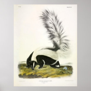 Large-tailed Skunk, Hooded Skunk, by Audubon Poster