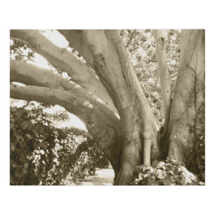 Large Tree Black White White Modern Sepia Photo Faux Canvas Print