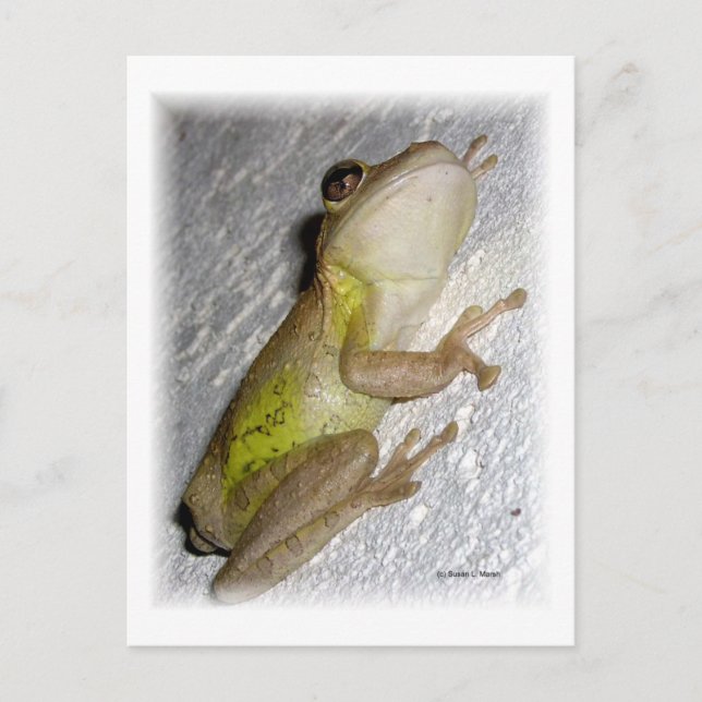 Large tree frog clinging to stucco wall photo postcard (Front)