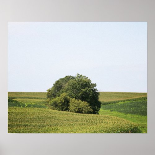 Large Tree in a Rural Cornfield Color 16x20 Poster