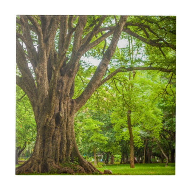Large Tree in the Park Ceramic Tile (Front)