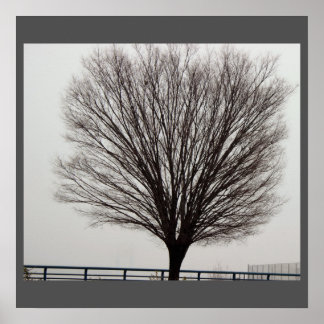 Large Tree Photo Poster