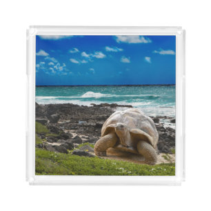 Large turtle at the sea edge acrylic tray