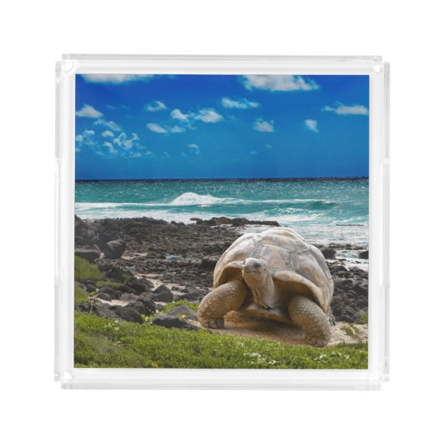 Large turtle at the sea edge acrylic tray (Front)