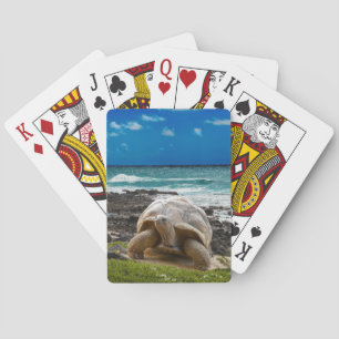 Large turtle at the sea edge poker cards