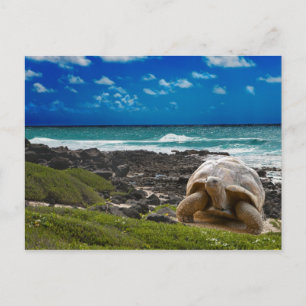 Large turtle at the sea edge postcard