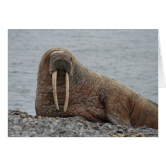 Large Walrus on Rocks Cards