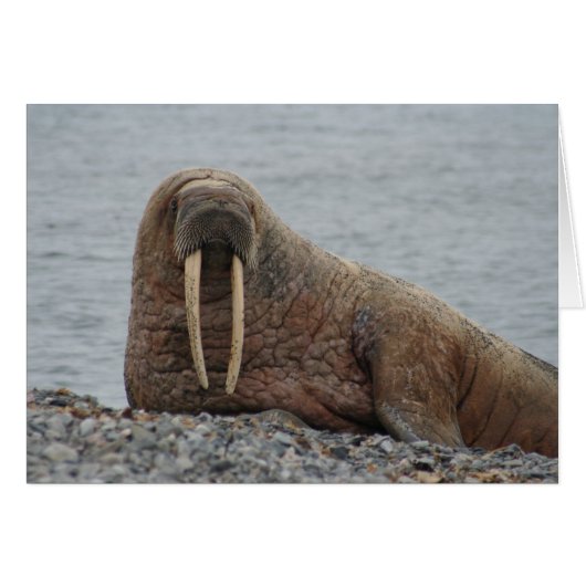 Large Walrus on Rocks Cards (Front Horizontal)