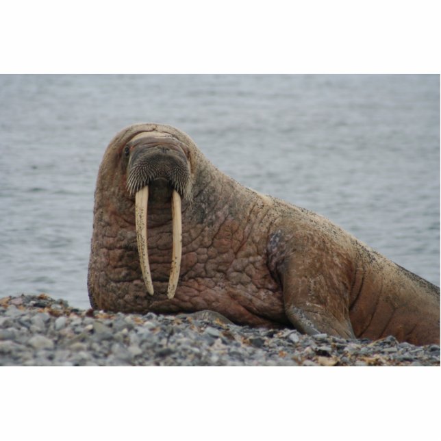 Large Walrus on Rocks Cutout (Front)