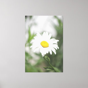 Large White Daisy Canvas