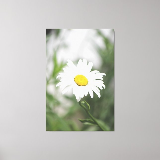 Large White Daisy Canvas Print (Front)