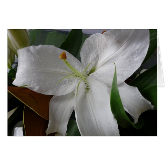 large white flower cards (Front Horizontal)
