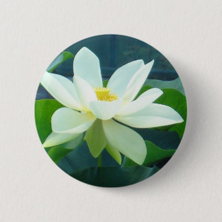 large white lily button
