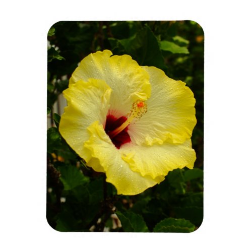 Large Yellow Hibiscus Flower Magnet