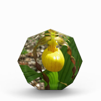 Large Yellow Lady Slipper Cypripedium Award
