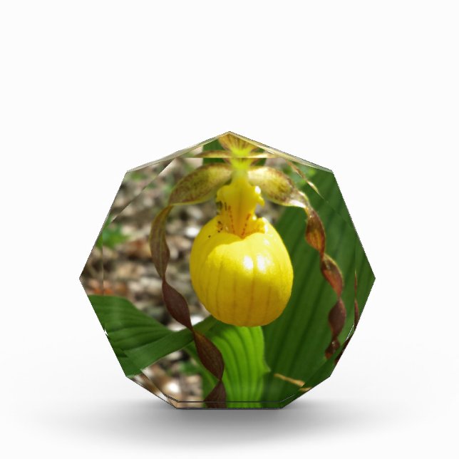 Large Yellow Lady Slipper Cypripedium Award (Front)
