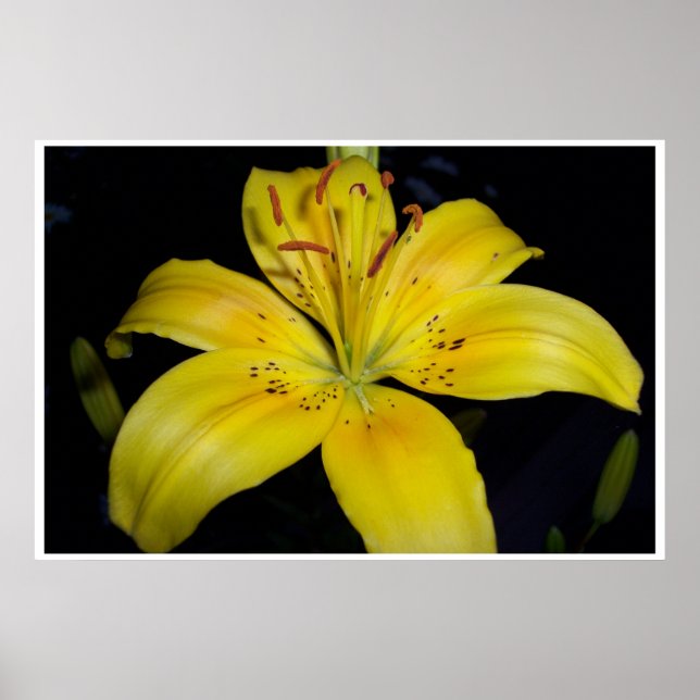 Large Yellow Lilie Poster (Front)