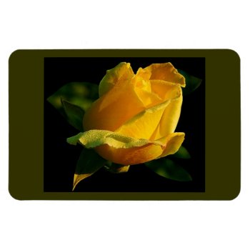 Large Yellow Rose Magnet by LeFlange at Zazzle
