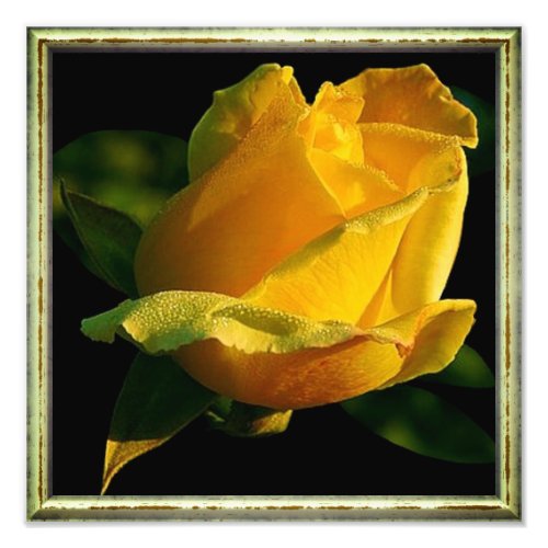 Large Yellow Rose Photo Print