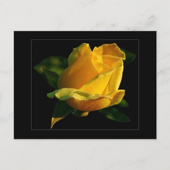 Large Yellow Rose Postcard by LeFlange at Zazzle